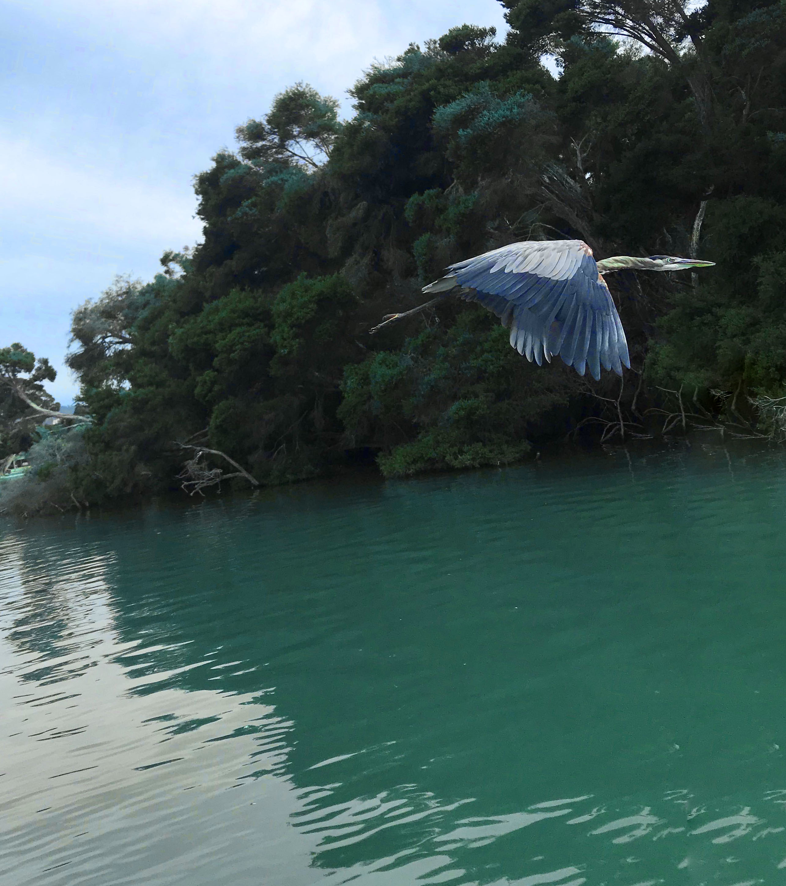 heron flying over lake